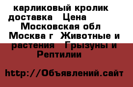 карликовый кролик.  доставка › Цена ­ 1 000 - Московская обл., Москва г. Животные и растения » Грызуны и Рептилии   